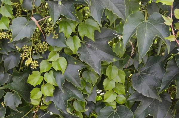 Veitchii Wilde Wijnstok Parthenocissus Tricuspidata Veitchii Muur Wand Van Huis — Stockfoto