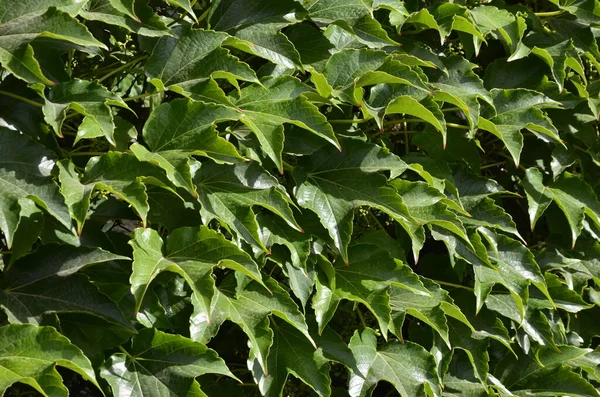 Veitchii Vid Silvestre Parthenocissus Tricuspidata Veitchii Pared Pared Casa Está — Foto de Stock