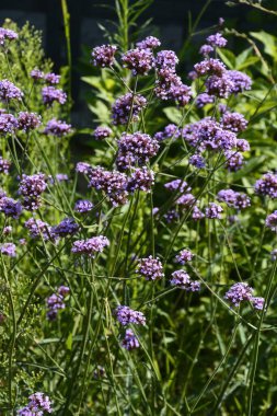 Verbena bonariensis çiçekleri (Arjantin mine çiçeği veya Mor mine çiçeği, Clustertop mine, Uzun Verbena, Pretty Verbena) bahçede bulunur.