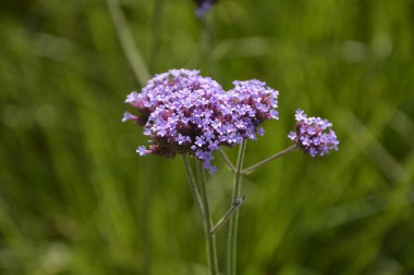 Verbena bonariensis çiçekleri (Arjantin mine çiçeği veya Mor mine çiçeği, Clustertop mine, Uzun Verbena, Pretty Verbena) bahçede bulunur.