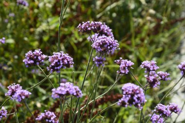Verbena bonariensis çiçekleri (Arjantin mine çiçeği veya Mor mine çiçeği, Clustertop mine, Uzun Verbena, Pretty Verbena) bahçede bulunur.