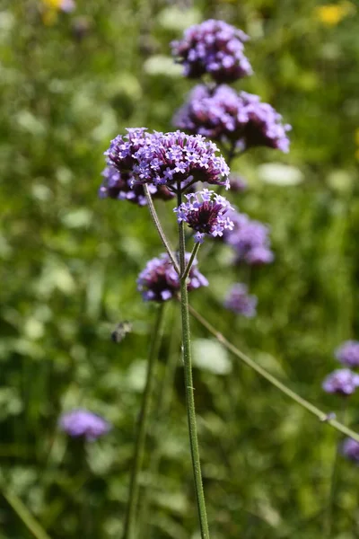 Verbena Bonariensis Flowers Argentinian Vervain Purpletop Vervain Clustertop Vervain Tall — стоковое фото