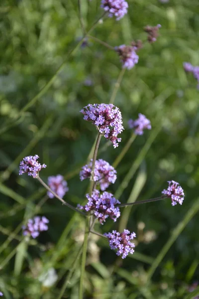 Verbena Bonariensis Fiori Verbena Argentina Verbena Viola Verbena Clustertop Verbena — Foto Stock