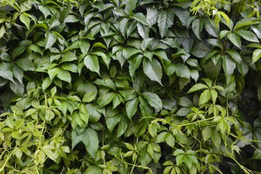 Yaban üzüm yaprakları. Yaban üzüm yapraklarından oluşan bir duvar. Yeşil üzüm yapraklarının dokusunu kapat..