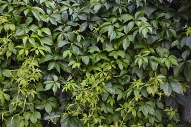 Yaban üzüm yaprakları. Yaban üzüm yapraklarından oluşan bir duvar. Yeşil üzüm yapraklarının dokusunu kapat..