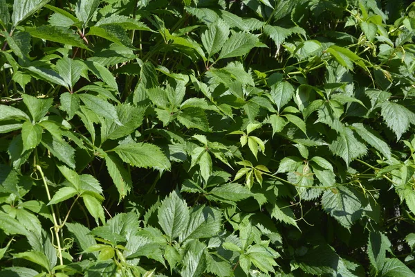 Des Feuilles Raisin Sauvage Mur Feuilles Raisins Sauvages Gros Plan — Photo