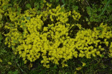 Sedum dönümünün sarı çiçekleri ya da Goldmoss Taş Devri. Sedum hektarı, Goldmoss Taş Devri, yosunlu taş, altın yosunlu sedum, ısıran taş ve duvar biberi olarak bilinir. .