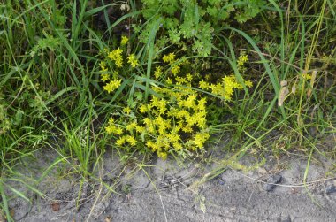 Sedum dönümünün sarı çiçekleri ya da Goldmoss Taş Devri. Sedum hektarı, Goldmoss Taş Devri, yosunlu taş, altın yosunlu sedum, ısıran taş ve duvar biberi olarak bilinir. .