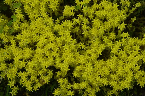 Sárga Virágok Sedum Acre Vagy Goldmoss Stonecrop Sedum Acre Ismert — Stock Fotó