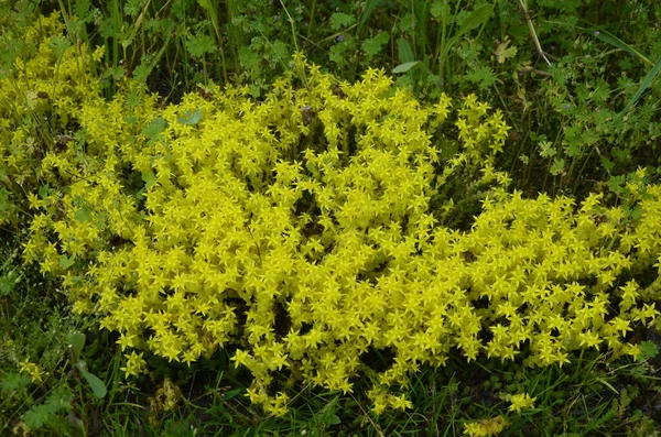 Sárga Virágok Sedum Acre Vagy Goldmoss Stonecrop Sedum Acre Ismert — Stock Fotó