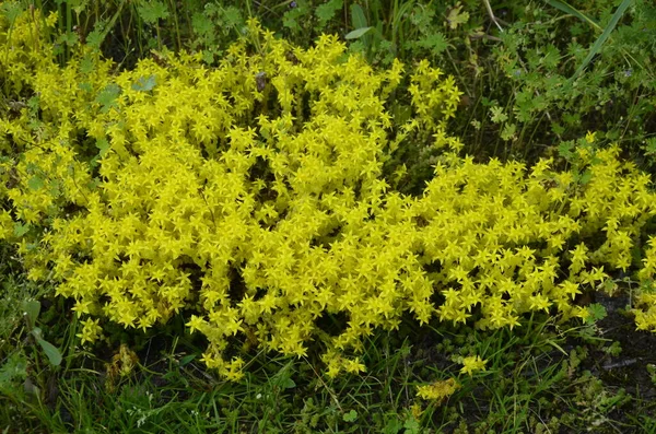 Flores Amarillas Sedum Acre Goldmoss Stonecrop Sedum Acre Conocido Como —  Fotos de Stock