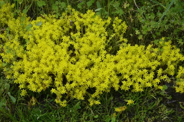 Flores Amarillas Sedum Acre Goldmoss Stonecrop Sedum Acre Conocido Como —  Fotos de Stock