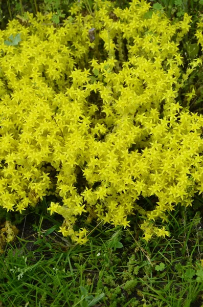 Sedum Dönümünün Sarı Çiçekleri Goldmoss Taş Devri Sedum Hektarı Goldmoss — Stok fotoğraf