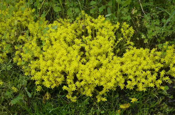 Flores Amarelas Sedum Acre Goldmoss Stonecrop Sedum Acre Conhecido Como — Fotografia de Stock