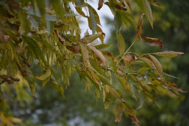 Bir Acer Negundo Ağacı 'nın Yeşil Yaprakları ve Kanatlı Meyvesi (Kutu Yaşlısı veya Ashleaf Maple). Acer negundo dalı.