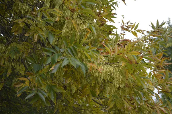 緑の葉とAcerネグアンドゥの木の翼の果物 ボックス長老またはアシュリーフメープル Acerネグアンドゥ支店 — ストック写真
