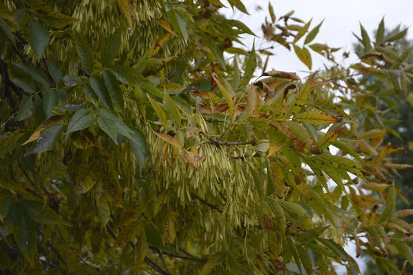 Folhas Verdes Frutas Aladas Uma Árvore Acer Negundo Box Elder — Fotografia de Stock