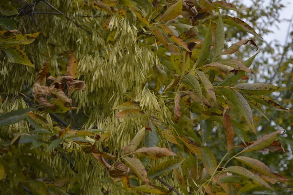 Folhas Verdes Frutas Aladas Uma Árvore Acer Negundo Box Elder — Fotografia de Stock