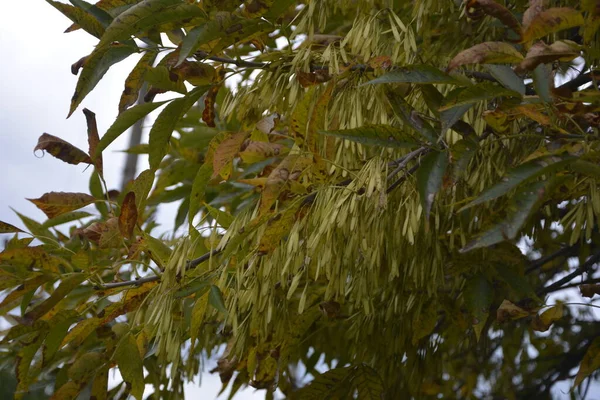 緑の葉とAcerネグアンドゥの木の翼の果物 ボックス長老またはアシュリーフメープル Acerネグアンドゥ支店 — ストック写真
