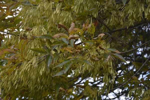 Green Leaves Winged Fruit Acer Negundo Tree Box Elder Ashleaf — стоковое фото
