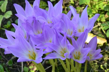 Colchicum autumnale, zehirli bitkiler ve çiçekler. Sonbaharda güzel çiğ çiçekleri (Colchicum autumnale). Colchicum Autumnale çiçekleri, yaygın olarak sonbahar gülü veya çayır safranı olarak bilinir..