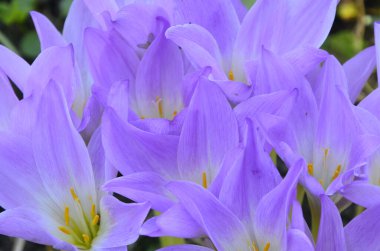 Colchicum autumnale, zehirli bitkiler ve çiçekler. Sonbaharda güzel çiğ çiçekleri (Colchicum autumnale). Colchicum Autumnale çiçekleri, yaygın olarak sonbahar gülü veya çayır safranı olarak bilinir..