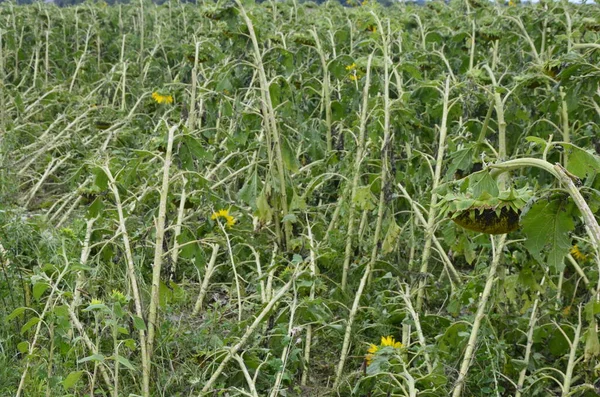 Type Field Sunflower Storm Destroyed Crop — Stock Photo, Image