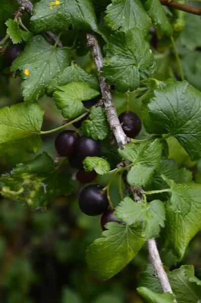 Jostaberries Preto Amadurecido Bagas Frutas Ramo Bio Orgânico Saudável Livre — Fotografia de Stock