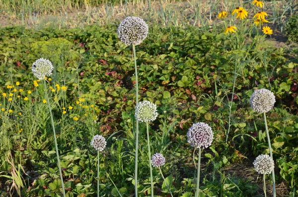 Pırasa Yetiştirmek Çiçek Açan Sebzeler Çiçekler Tarım Arka Planı Taze — Stok fotoğraf