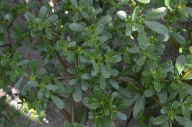 Ortak semizotu (semizotu) olarak verdolaga veya pigweed yeşil arka planı olarak da bilinir