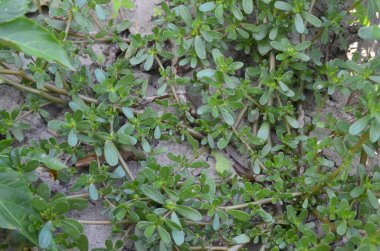 Ortak semizotu (semizotu) olarak verdolaga veya pigweed yeşil arka planı olarak da bilinir