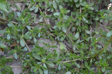 Ortak semizotu (semizotu) olarak verdolaga veya pigweed yeşil arka planı olarak da bilinir