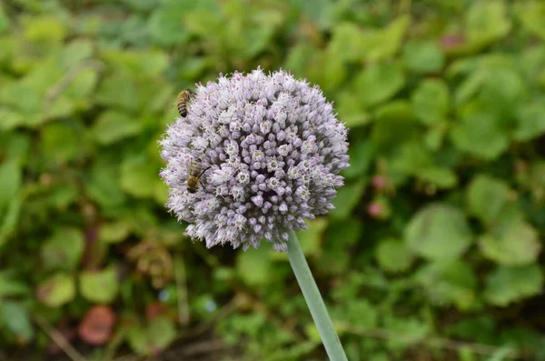 꽃피는 유기농 Leek Lat Allium Ampeloprasum — 스톡 사진