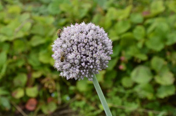 Cultivar Alho Porro Florir Legumes Flores Fundo Agrícola Legumes Orgânicos — Fotografia de Stock