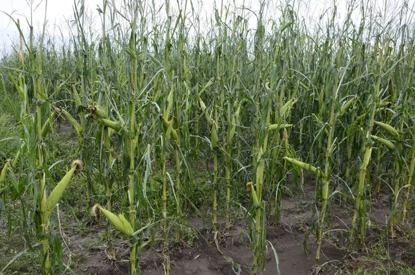 Hail damage crop Stock Photos, Royalty Free Hail damage crop Images