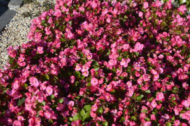 Yazın kırmızı çiçekli begonya bitkileri. Şehir parkında bir çiçek tarlası. Kırmızı ve pembe begonya ve yapay dekoratif beyaz taşlı kadife çiçeği, manzara tasarımı. .