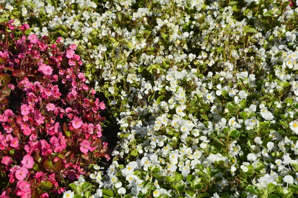 Piante Rosse Fiorite Begonia Estate Una Aiuola Fiori Nel Parco — Foto Stock