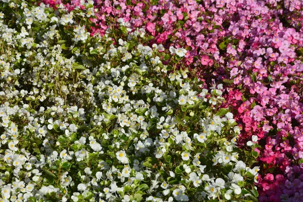 Czerwony Kwitnący Begonia Liny Latku Kwiat Klomb Kwiaty Miejskim Parku — Zdjęcie stockowe