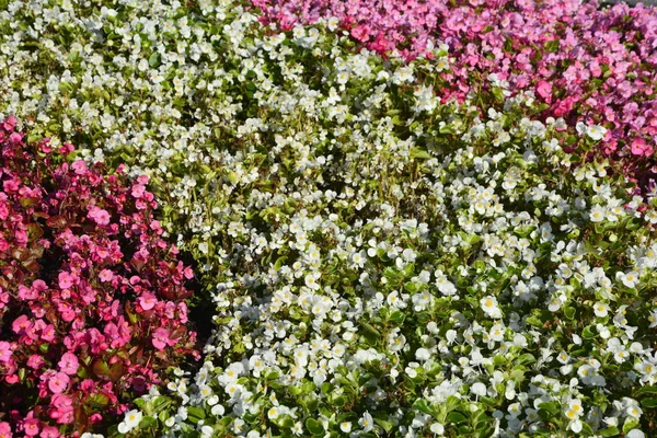 Czerwony Kwitnący Begonia Liny Latku Kwiat Klomb Kwiaty Miejskim Parku — Zdjęcie stockowe
