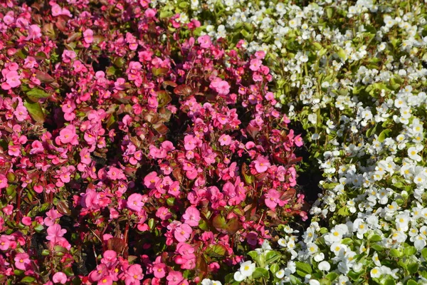夏に赤花ベゴニアの植物 市内公園の花のベッド 人工的な装飾の白い石と赤とピンクのベゴニアとマリーゴールド 景観デザイン — ストック写真