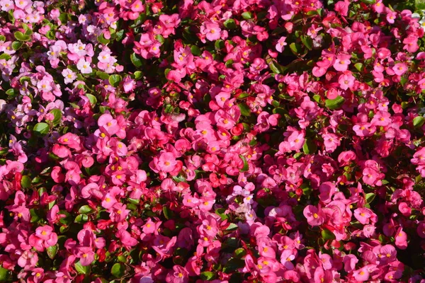 Piante Rosse Fiorite Begonia Estate Una Aiuola Fiori Nel Parco — Foto Stock