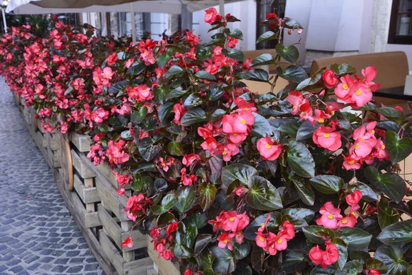 Plantes Bégonia Fleurs Rouges Été Lit Fleurs Dans Parc Ville — Photo