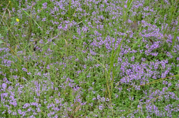 Serpolet Thymus Serpyllum Close Floração Tomilho Comum Thymus Vulgaris Perto — Fotografia de Stock