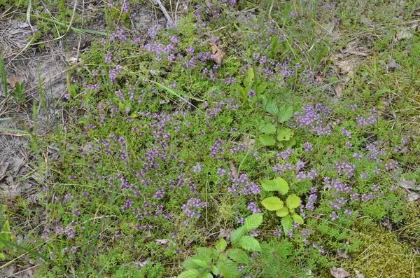 Serpolet Thymus Serpyllum Close Flowering Common Thyme Thymus Vulgaris Close — Stock Photo, Image