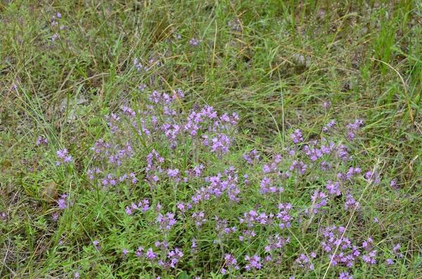 接近开花的普通胸腺或普通胸腺的特写 野生胸腺 兰科植物中这种芳香草本植物浓密的紫色花朵群 — 图库照片