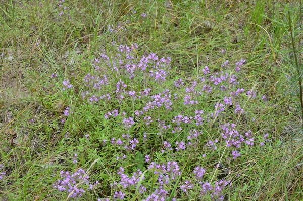 Serpolet Thymus Serpyllum Close Flowing Common Thyme Thymus Vulgaris Close — стокове фото