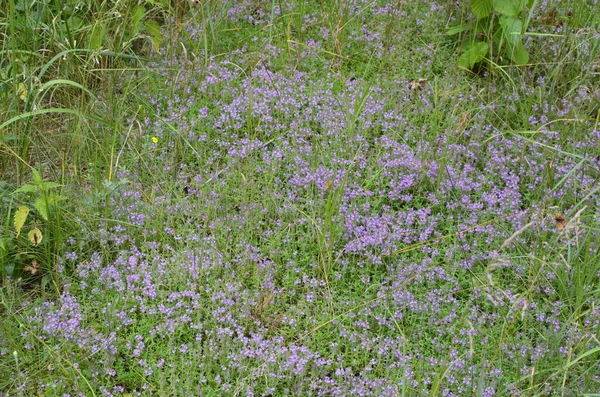 Serpolet Thymus Serpyllum 開花のクローズアップ一般的なタイムまたはThymus Valgaris閉じる 野生のタイム ラミア科のこの芳香のあるハーブの高密度な紫色の花群 — ストック写真