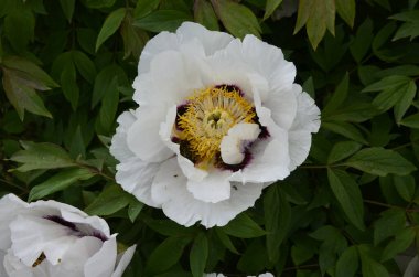 Pembe bir peeonia funruticosa 'nın açık tomurcuğu güzeldir. Yakından büyük şakayık çiçeği. Bahçe bitkileri Beyaz ve kırmızı yapraklı Çin şakayığı..