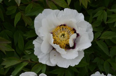 Pembe bir peeonia funruticosa 'nın açık tomurcuğu güzeldir. Yakından büyük şakayık çiçeği. Bahçe bitkileri Beyaz ve kırmızı yapraklı Çin şakayığı..