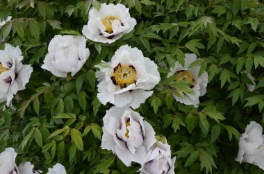 Pembe bir peeonia funruticosa 'nın açık tomurcuğu güzeldir. Yakından büyük şakayık çiçeği. Bahçe bitkileri Beyaz ve kırmızı yapraklı Çin şakayığı..